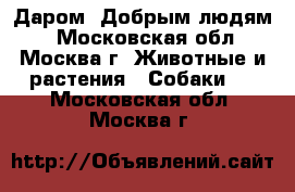 Даром. Добрым людям! - Московская обл., Москва г. Животные и растения » Собаки   . Московская обл.,Москва г.